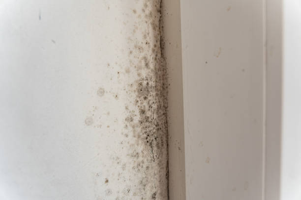 Best Forensic Mold Investigation  in Leetsdale, PA