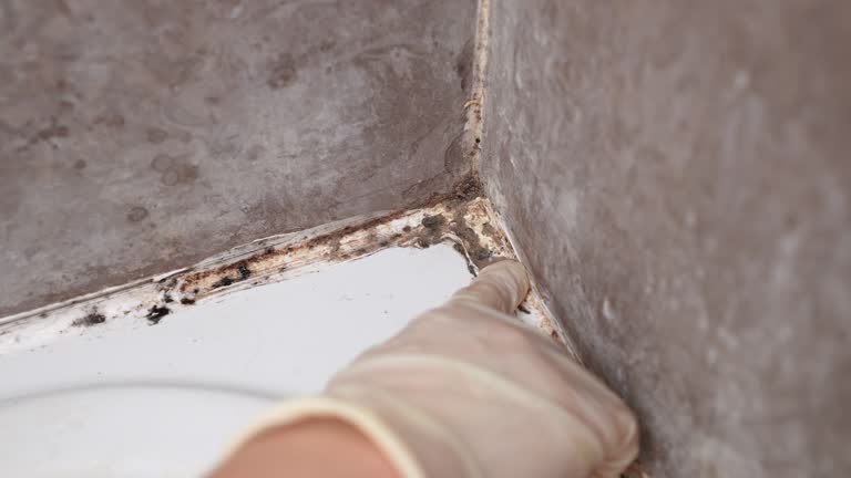 Best Residential Mold Inspection & Testing  in Leetsdale, PA